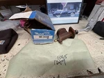 Raybestos MC34330 Master Cylinder ''' Read The Listing-" 9W. Fixed Price $125.00.